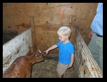 Dairy calf