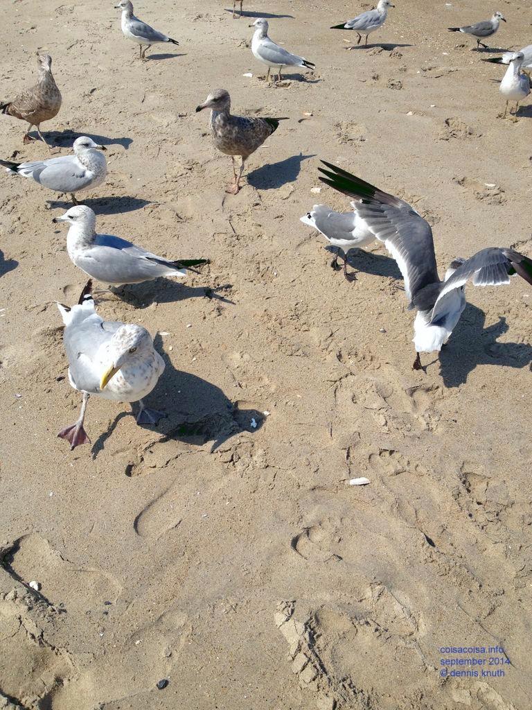 Seagulls and footsteps in the sand at Riis Park