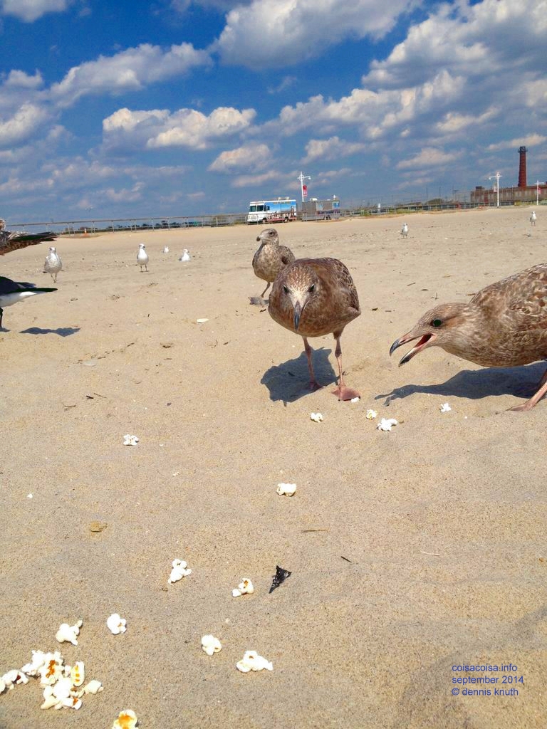 Naty Seagulls calling to get the popcorn