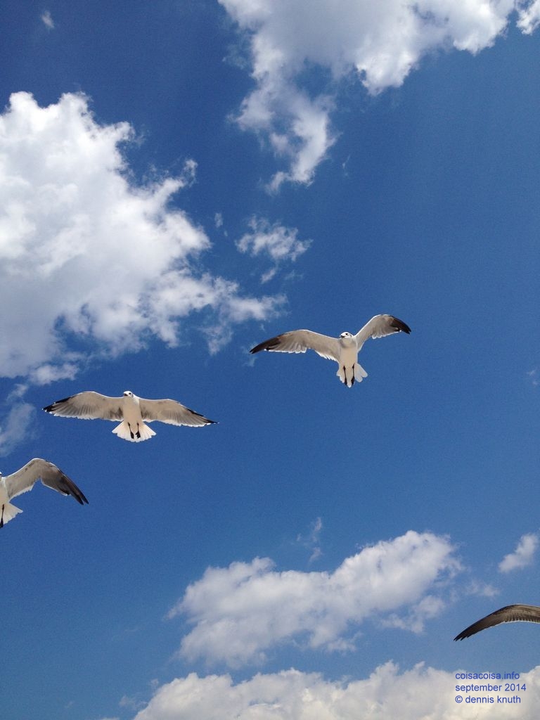 Seagulls soaring for popcorn