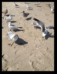 seagulls watching us
