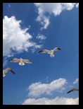 Seagulls soaring