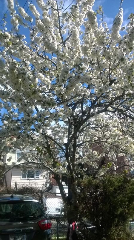 Elmhurst flowering tree on 45th Avenue
