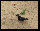 Pigeon and a parrot