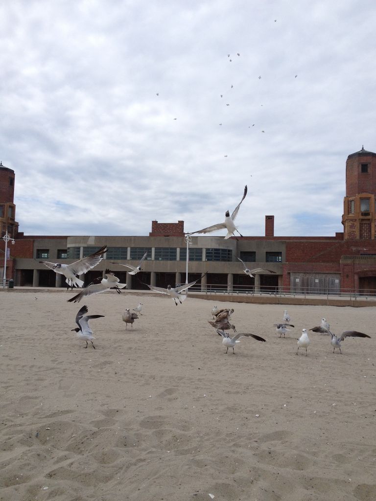 Seagulls catching popcorn