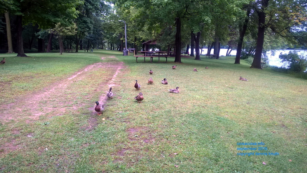 Ducks in Carson Park Eau Claire