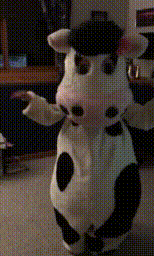 A cow that dances