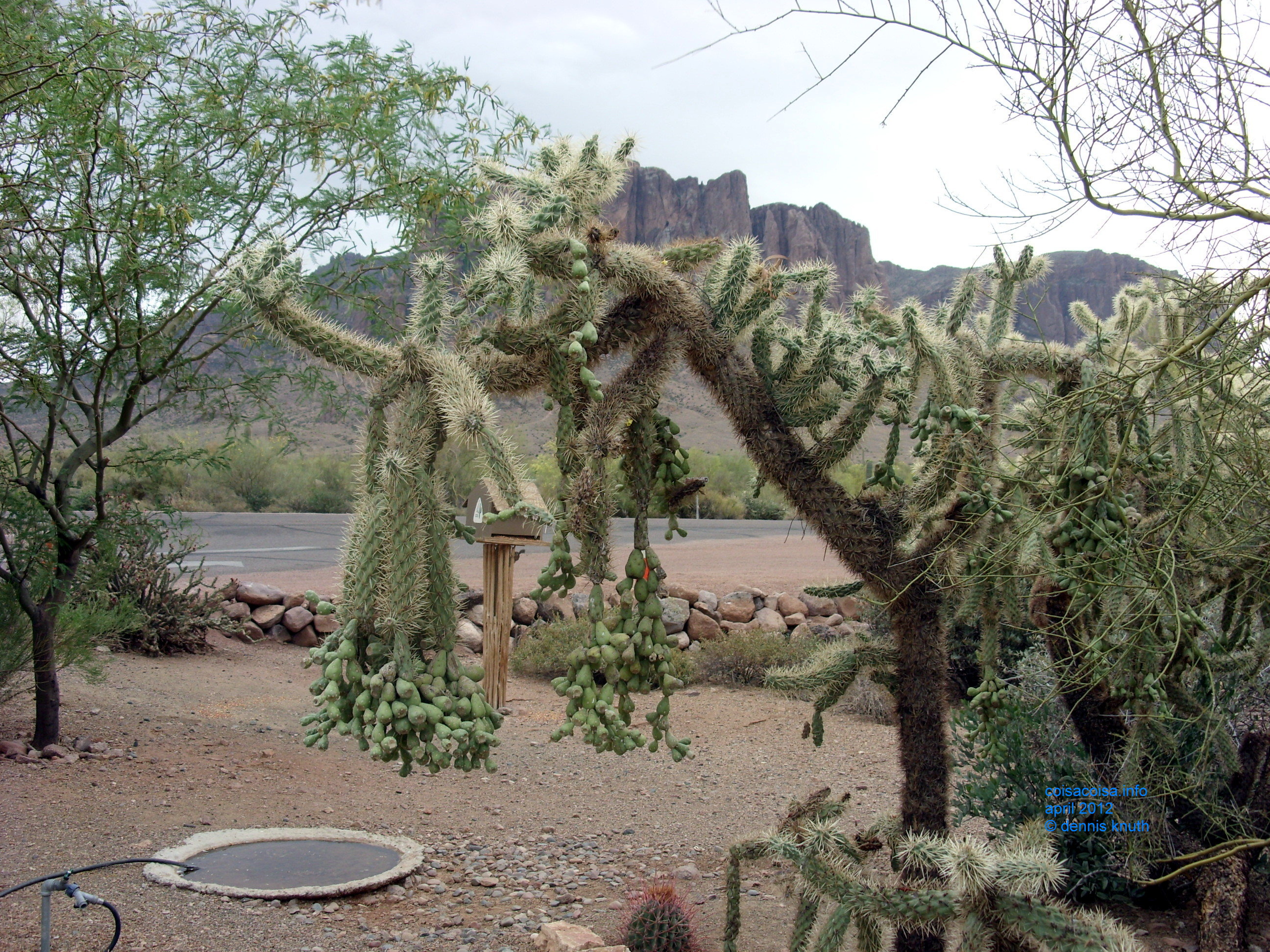 Desert plants at Apache Junction