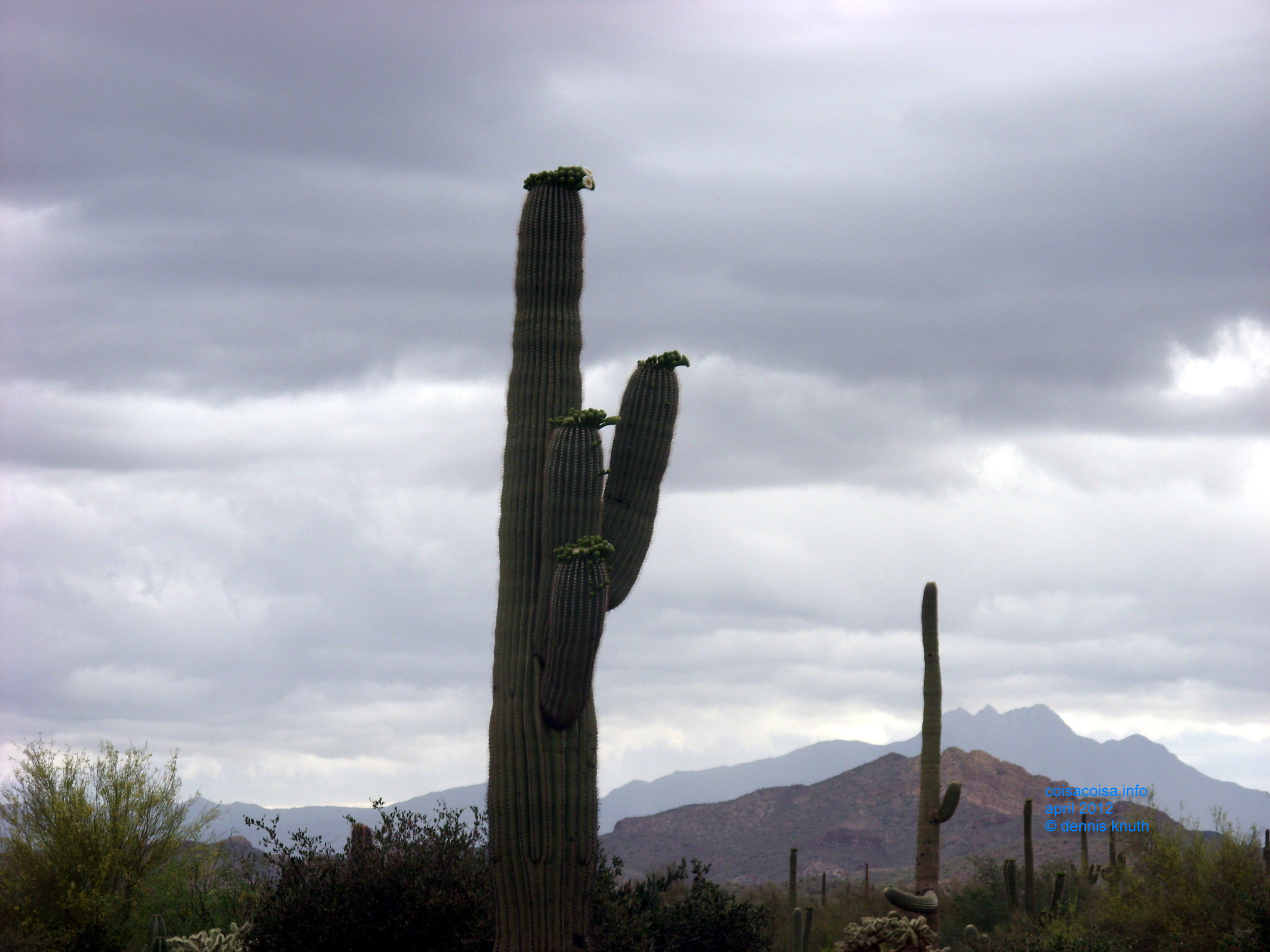 2012_04_26_a_superstition_mountain_0028.jpg (large)