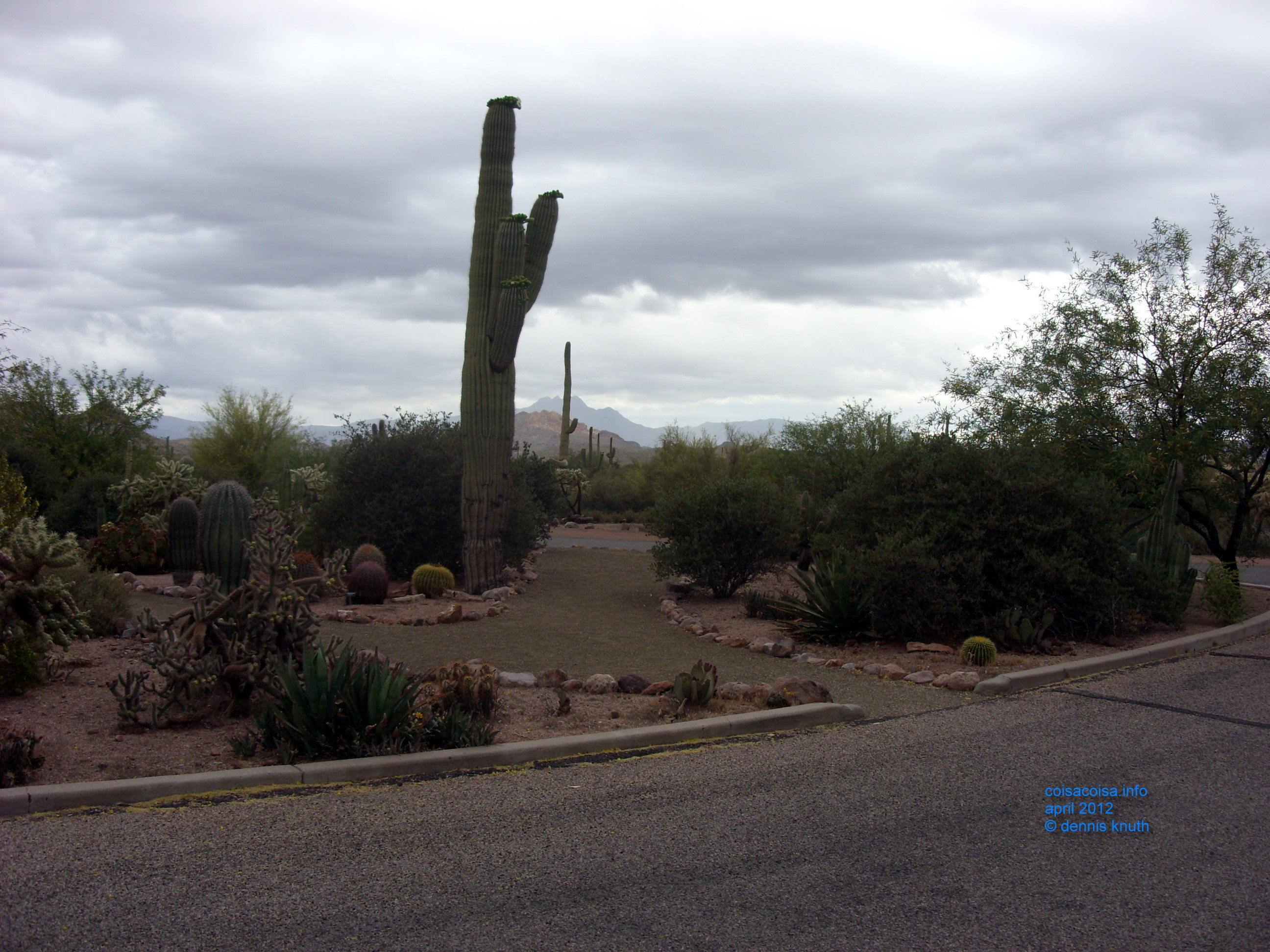 Lone Suguaro Cactus on a Walkway in the park