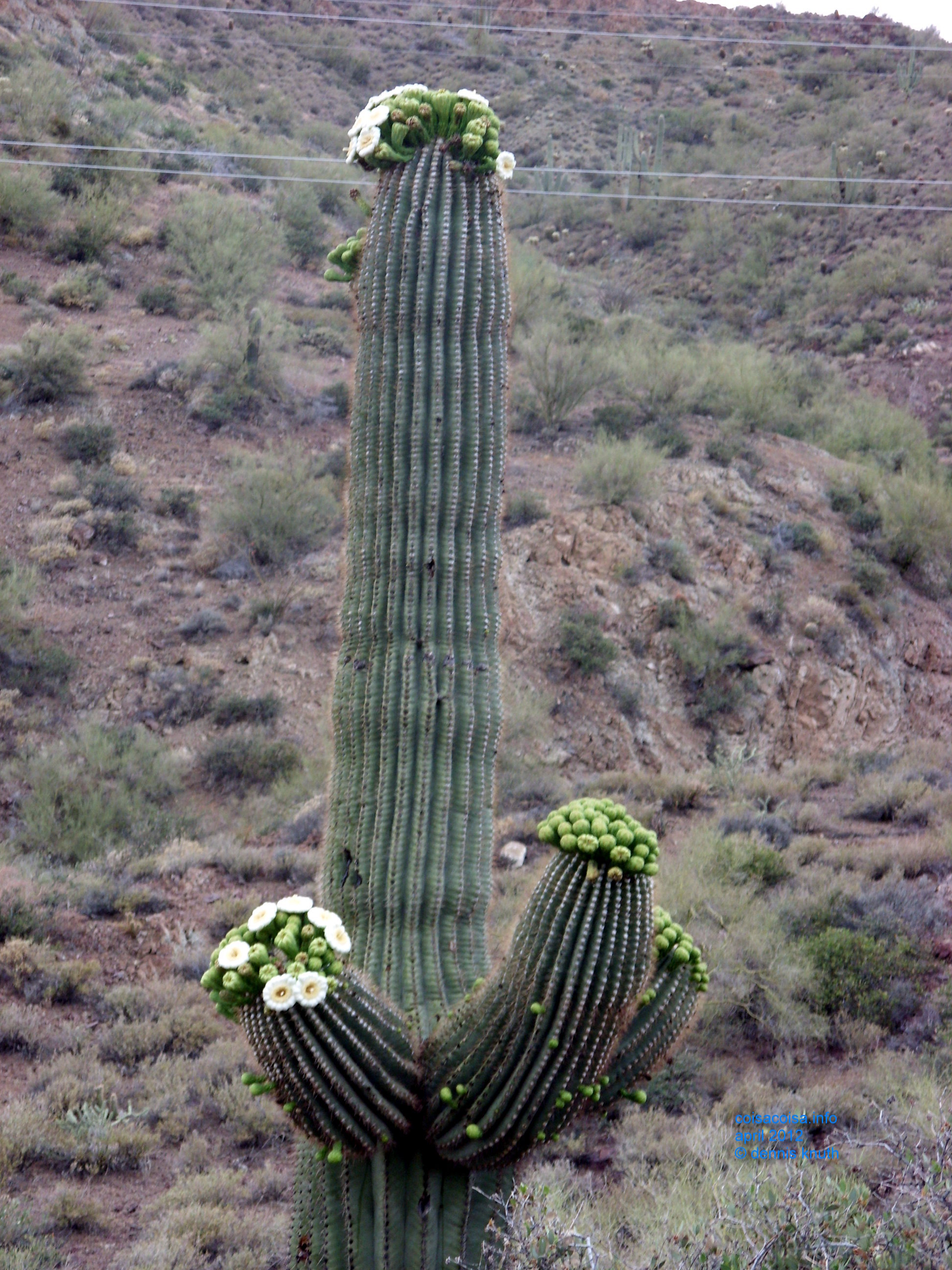Cactus in the Rain, blooms