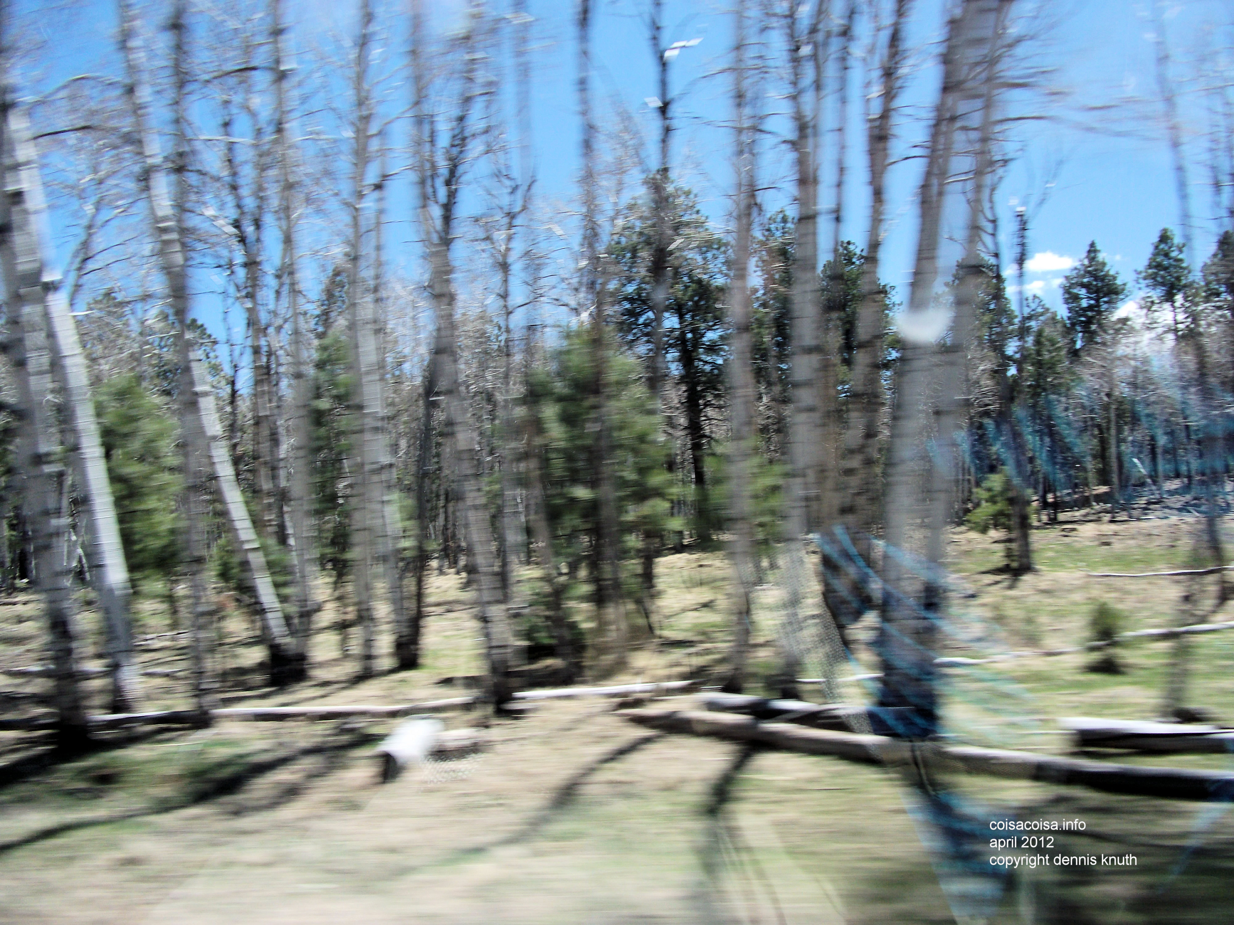 Forest new Flagstaff as the car whizzes by