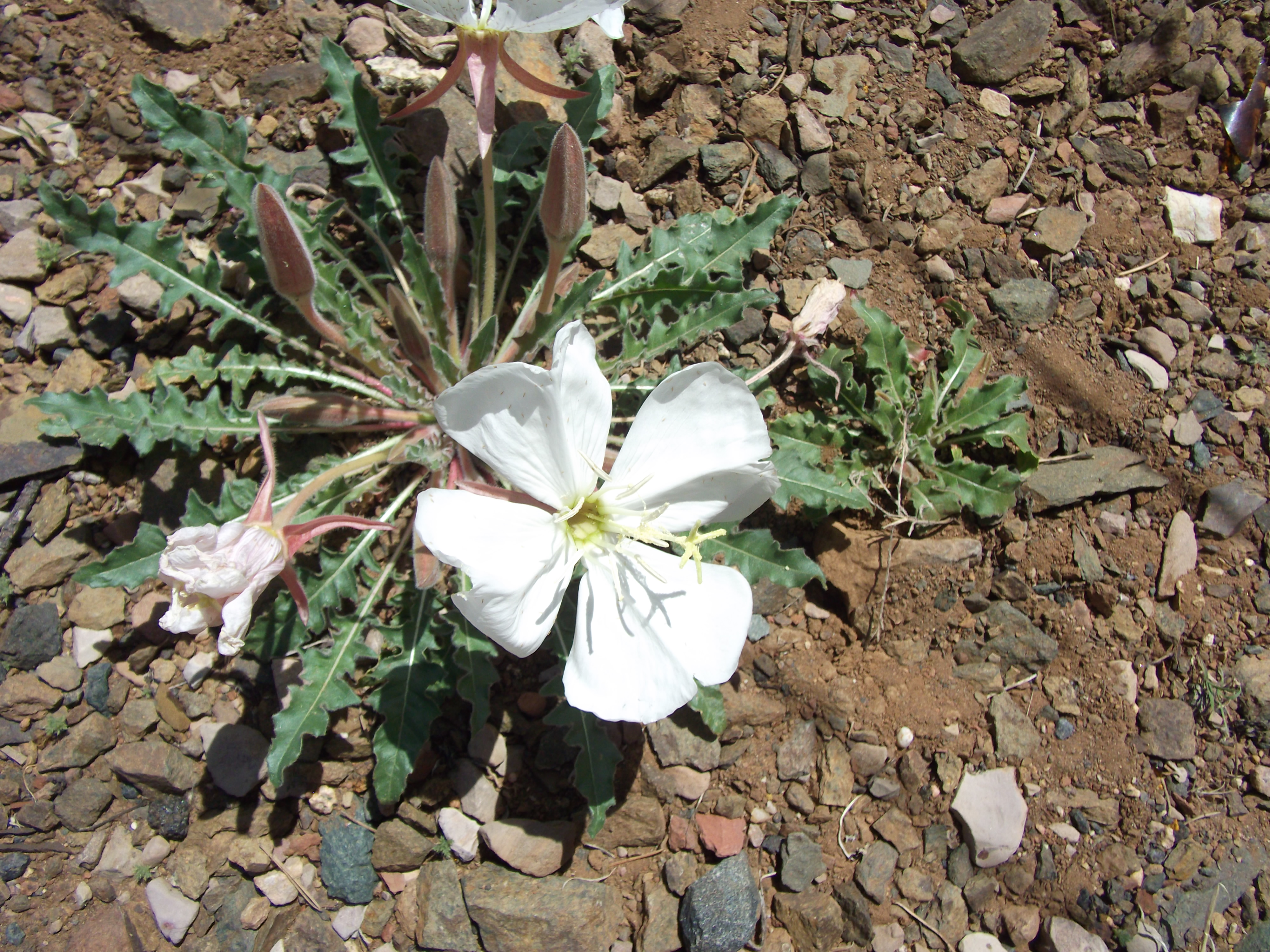 Springtime Desert flower near Jerome Arizona