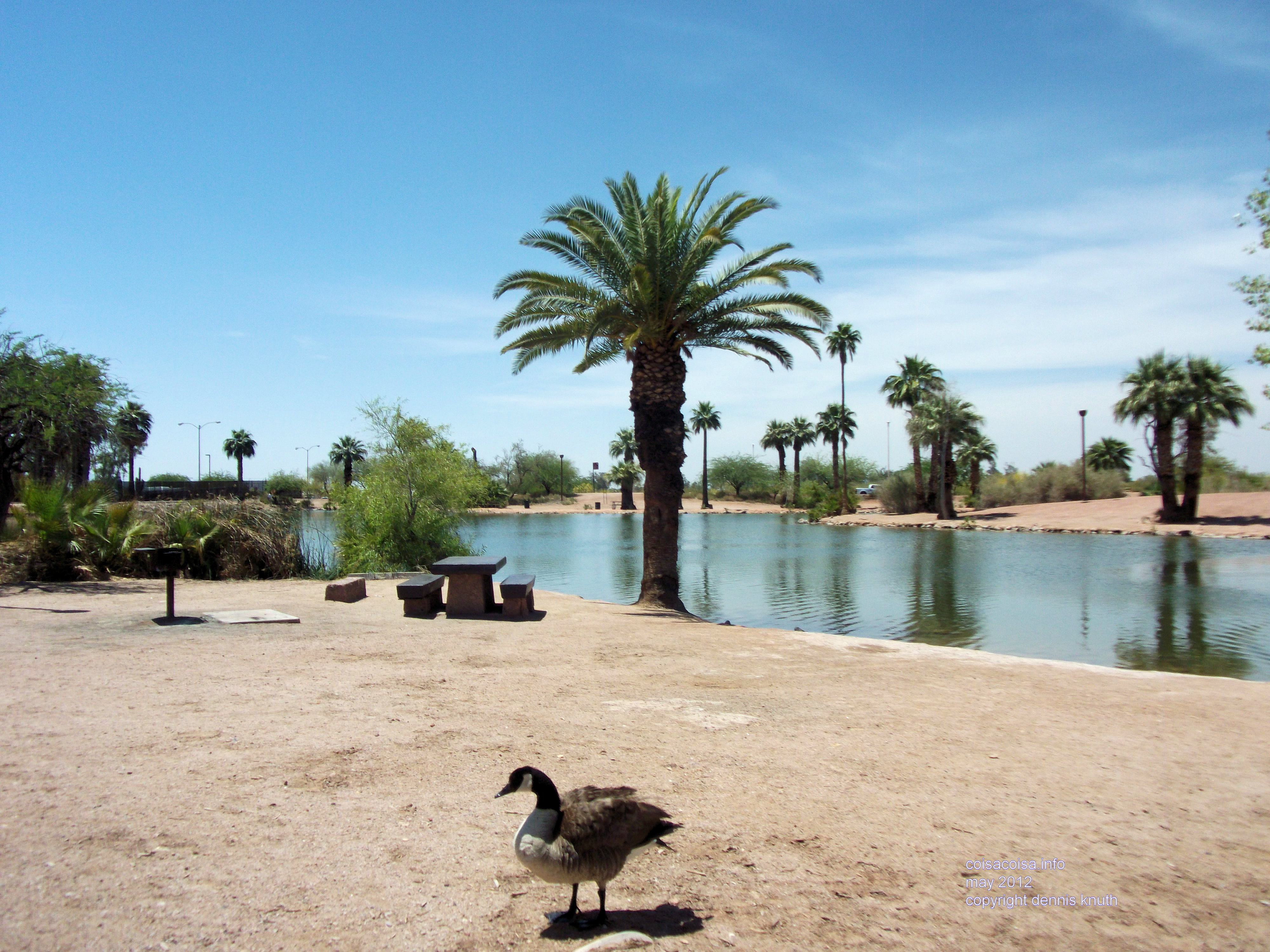 Goose and Palm in Papago Park