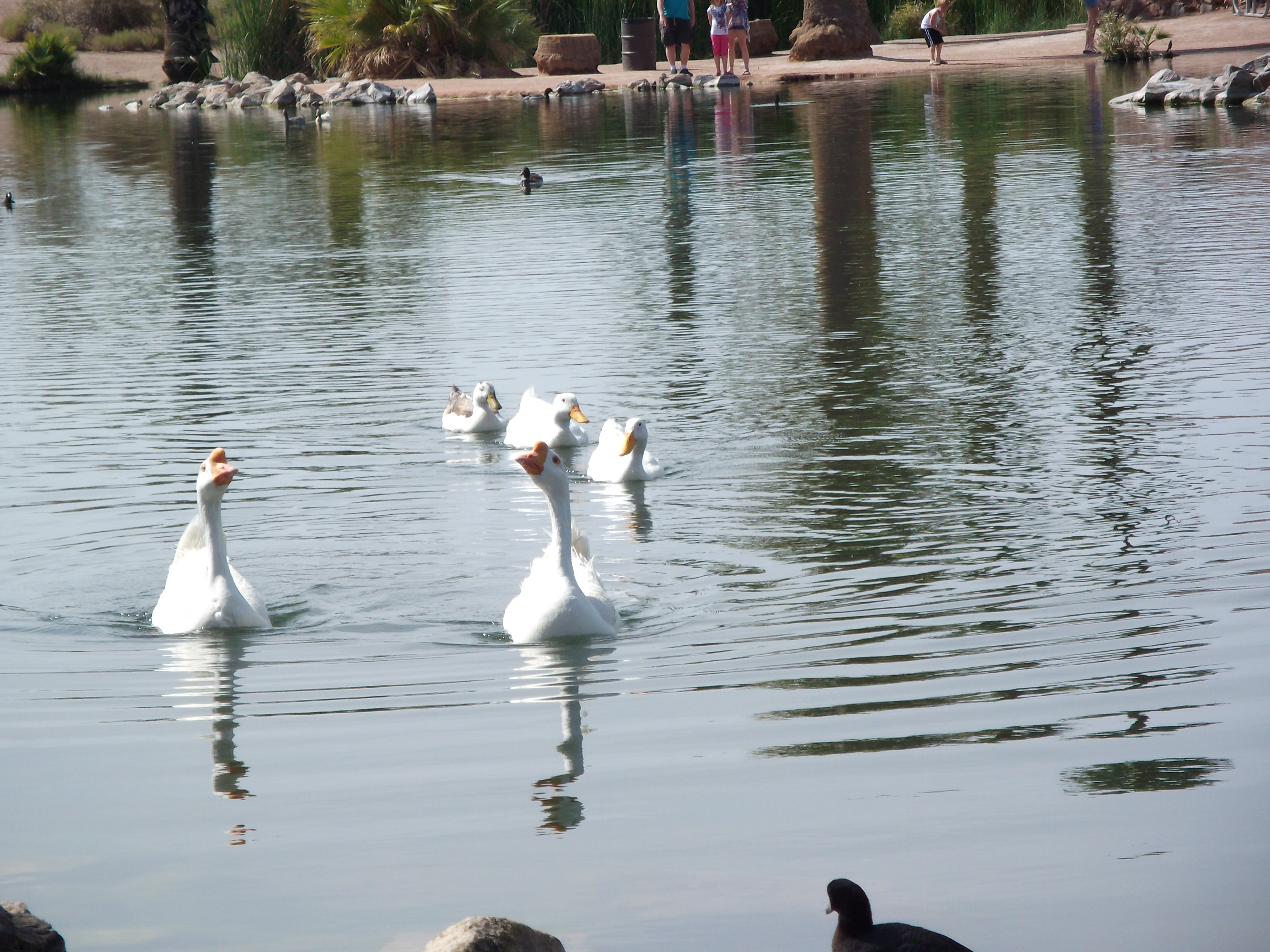 Ducks in a Row on a Lake in Phoenix