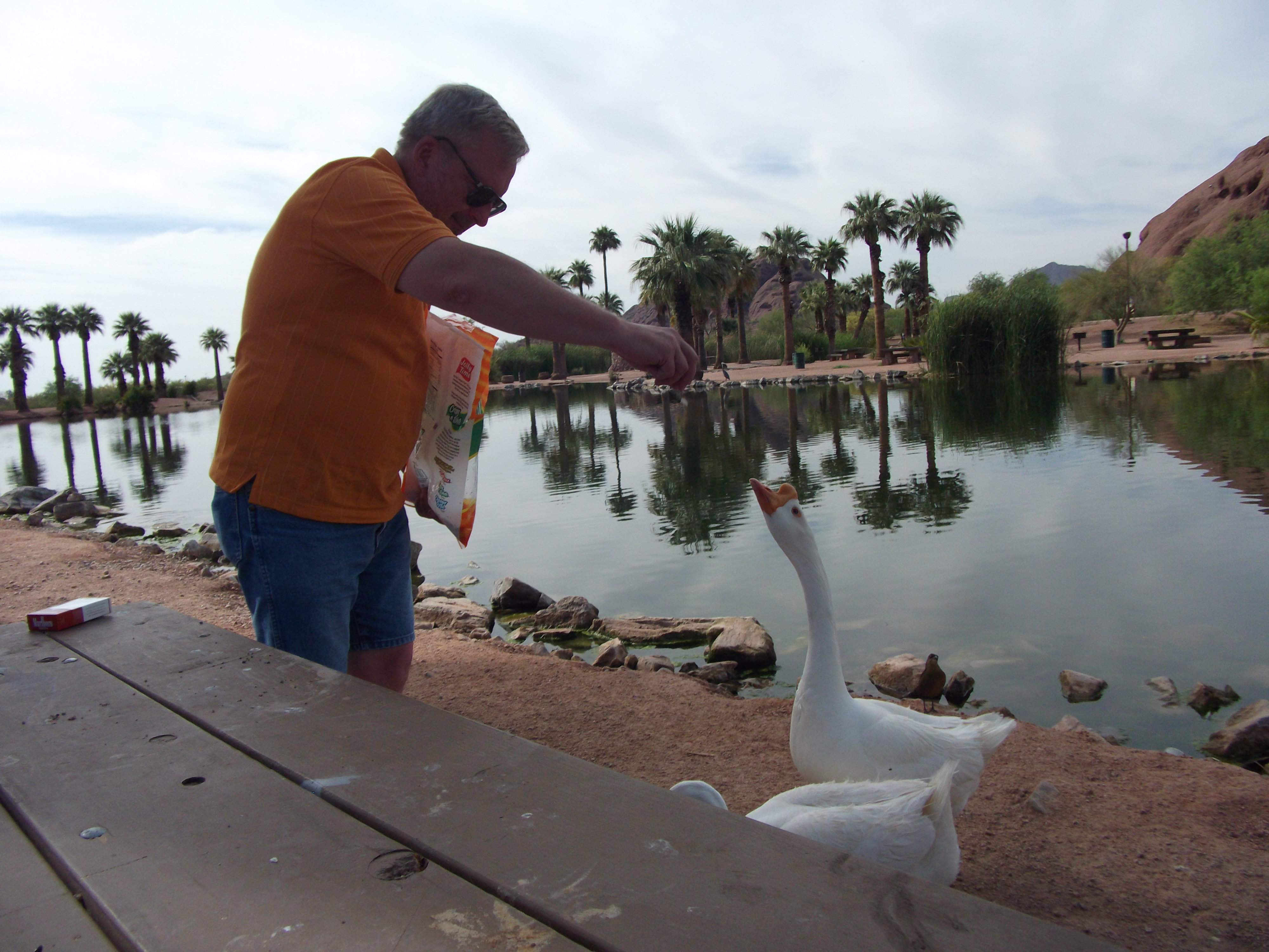 Dennsi feeds the geese in Papago Park