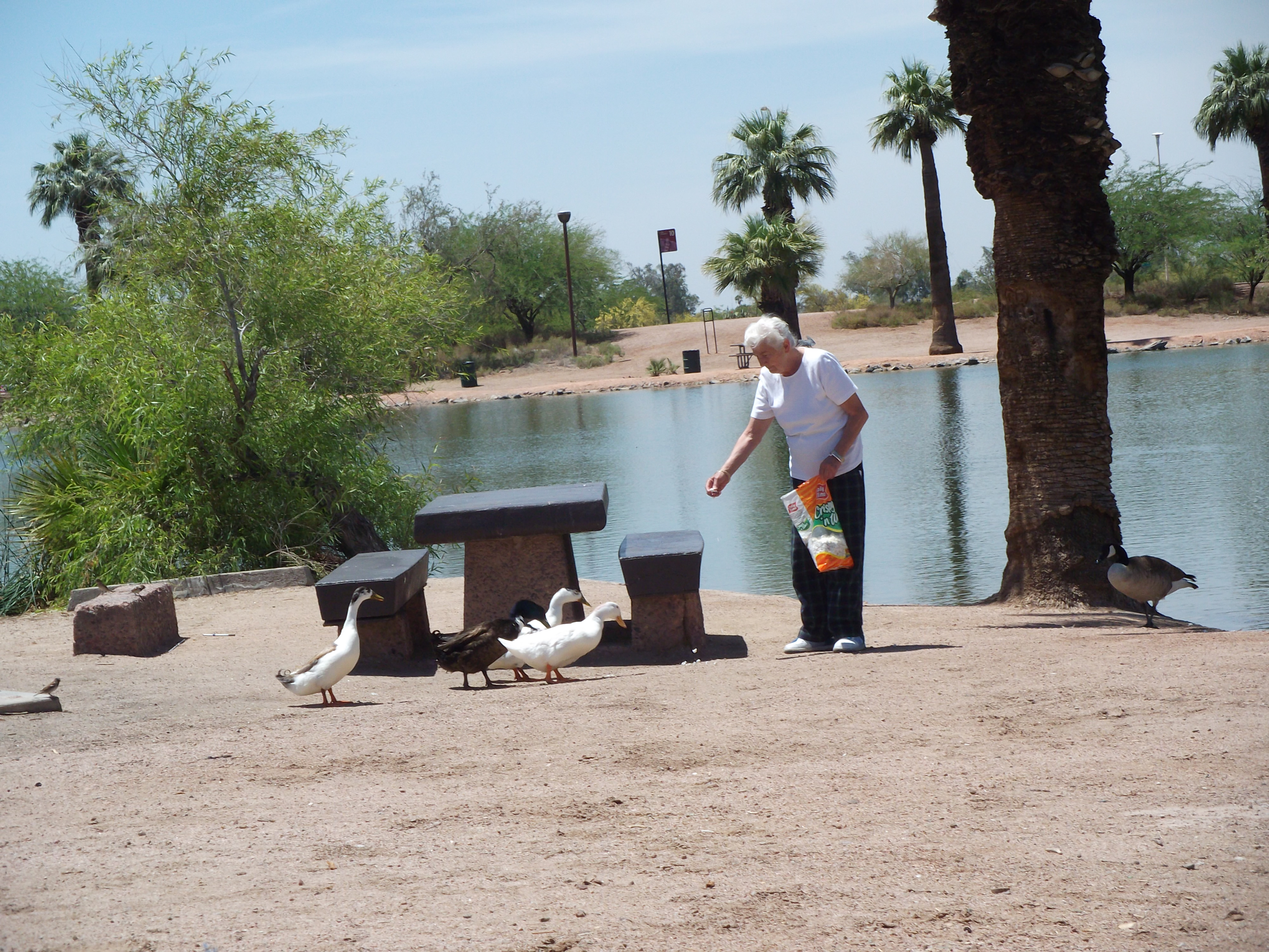 Stella Feeds the Geese in Papago