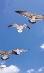 The Beauty of Gulls Flying