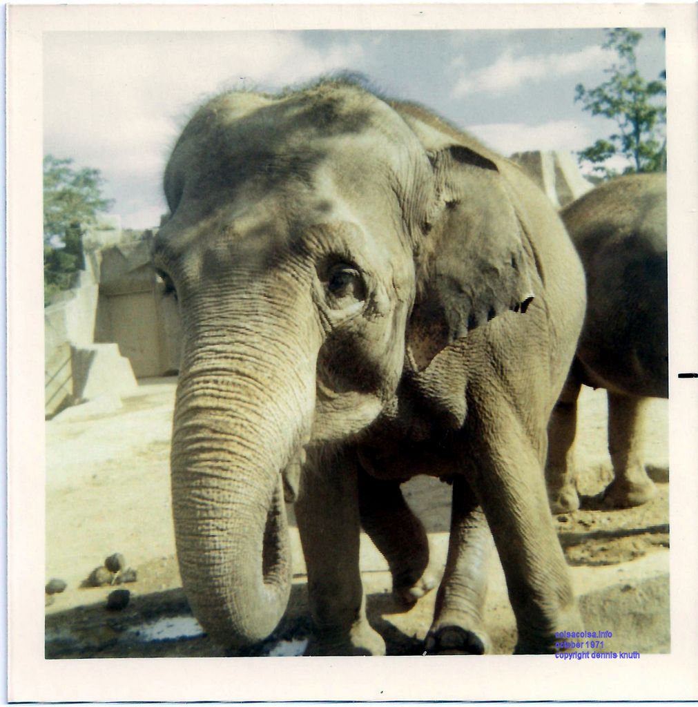 Milwaukee County Zoo favorite Elephant