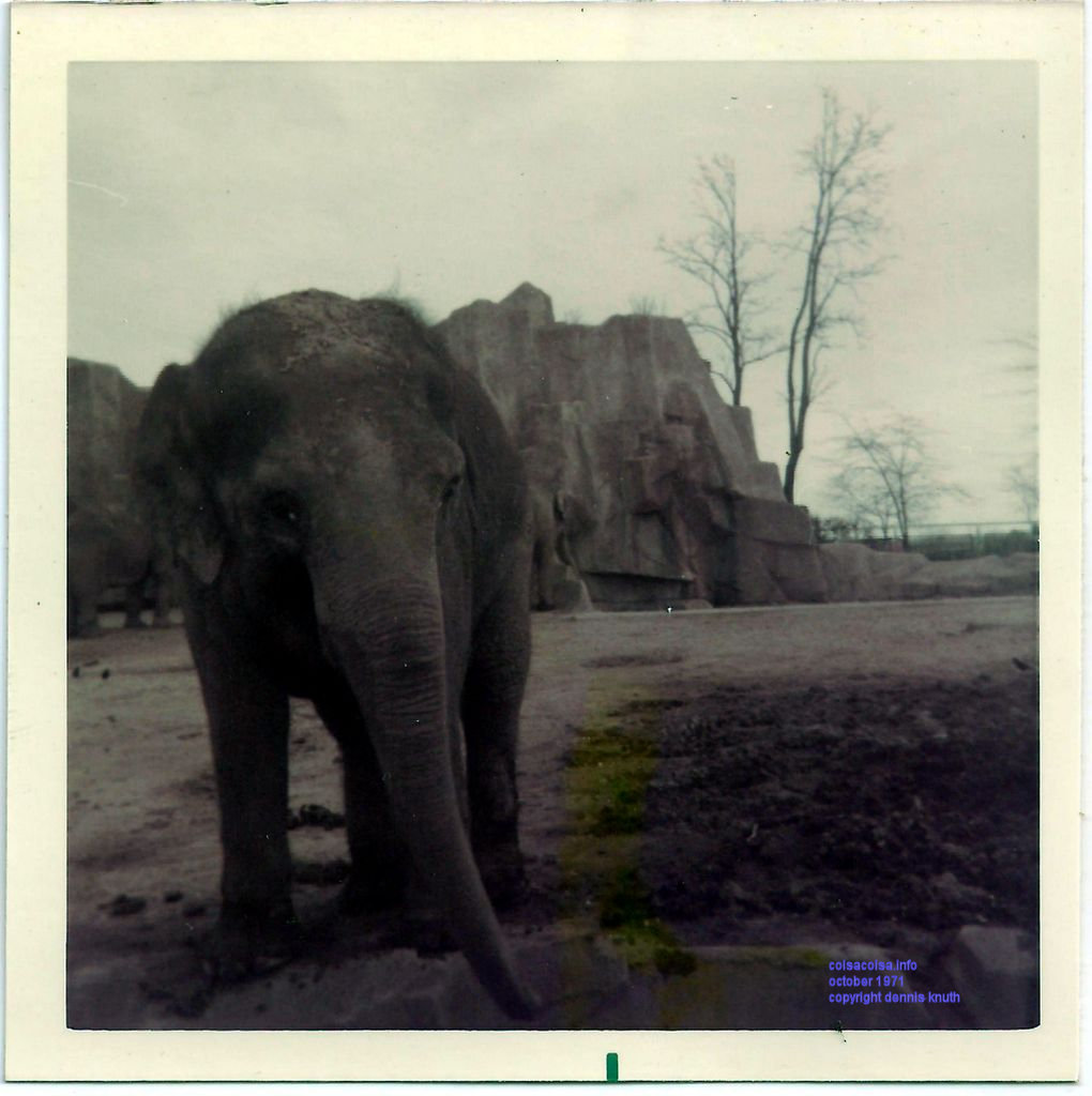 Elephant at the Zoo in Milwaukee