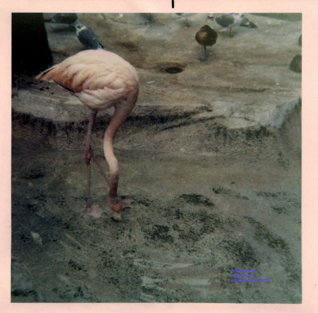 Flamingo at the Milwaukee County Zoo