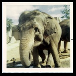Elephant at the Zoo in Milwaukee
