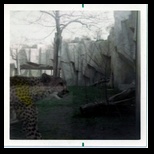 Cheetah paces at the zoo