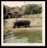 Hippopotamus