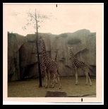 Giraffes
