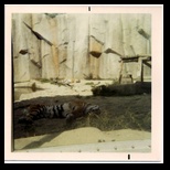 A tigar sleeping in Milwaukee