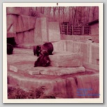 Zoo Bears thumbnail