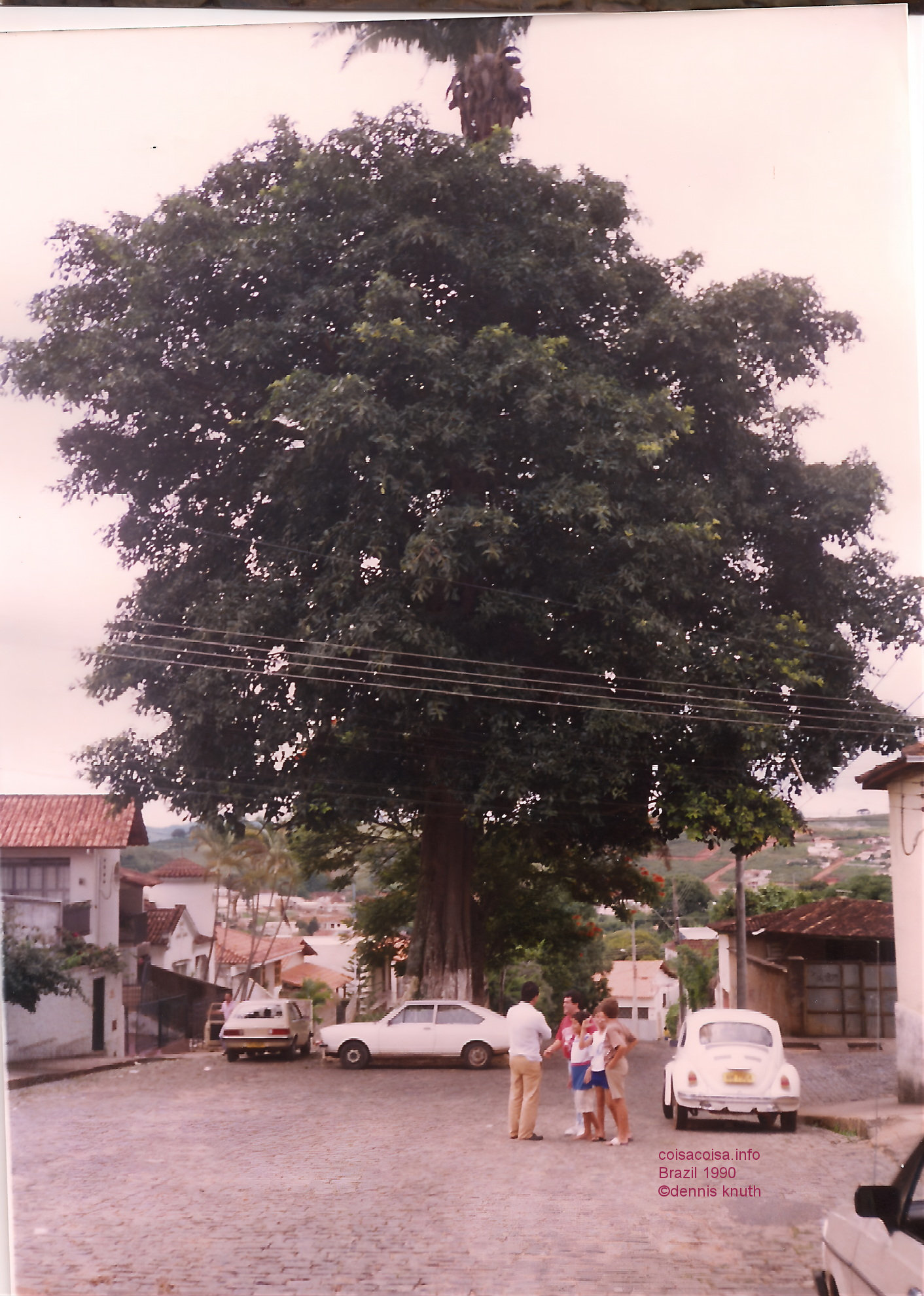 1990_01_oliviera_scene_palm_inside_tree_2.jpg (large)