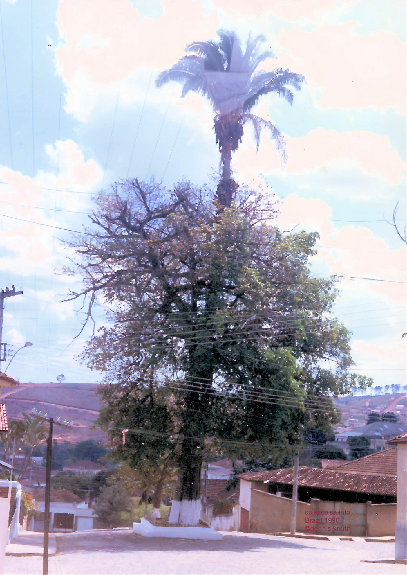1990_oliveira_famouse_tree_2.jpg (large)