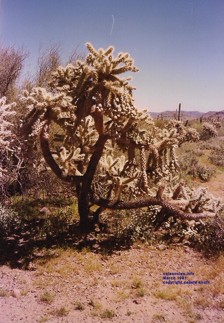 apache_trail_cactus_bush_01.jpg (large)