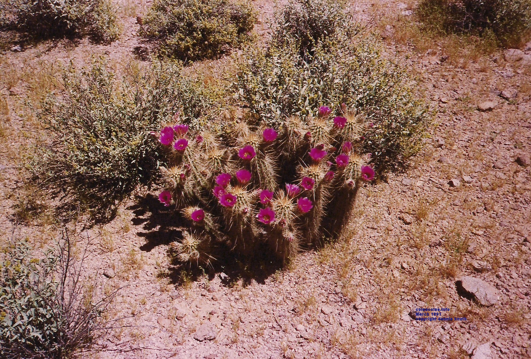 Flowers on the trail