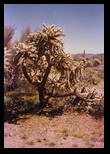 apache_trail_cactus_bush_01.jpg