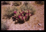 apache_trail_cactus_flowers.jpg