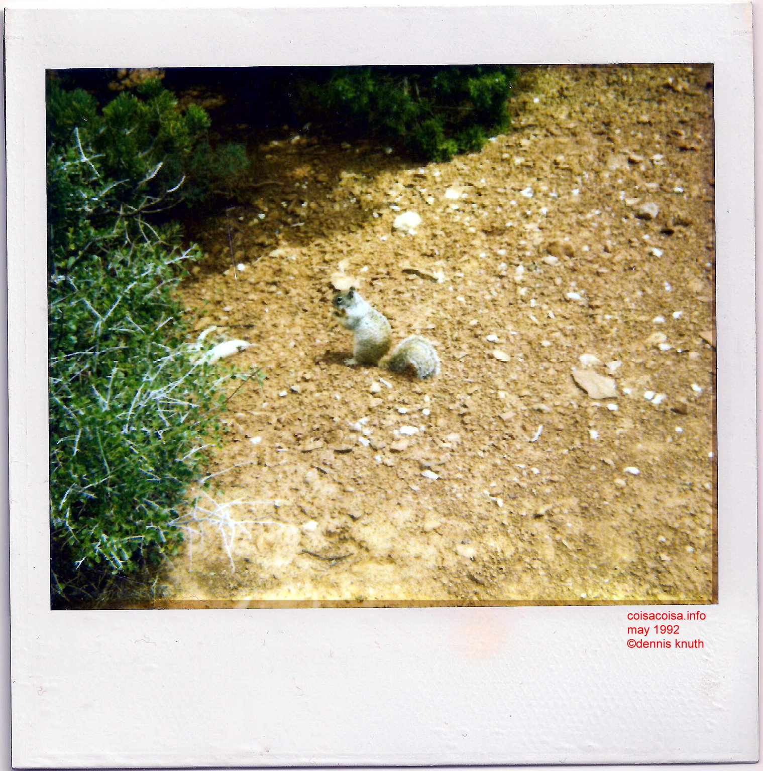 Grand Canyon Squirrel