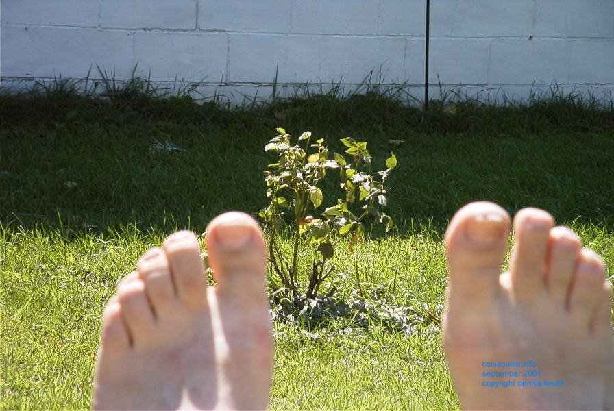 Toes with Roses