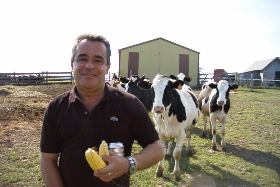 Curious dairy cows
