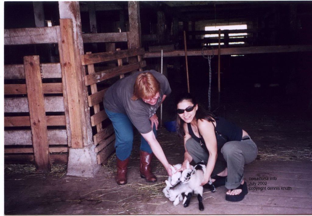 Three baby goats