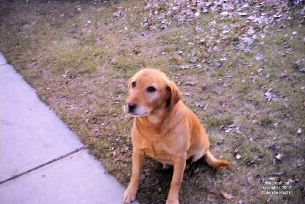 Toby begs for a pet