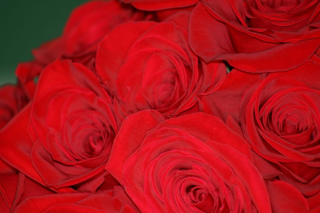 2005_08_00_flowers_and_favors_019.jpg (large)