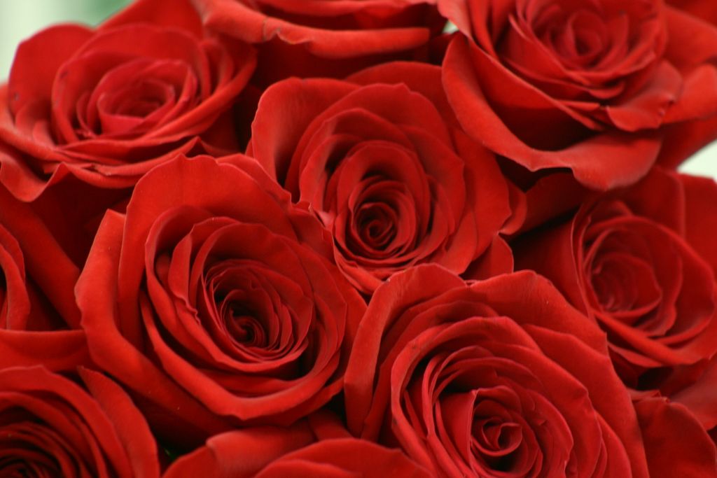 2005_08_00_flowers_and_favors_025.jpg (large)