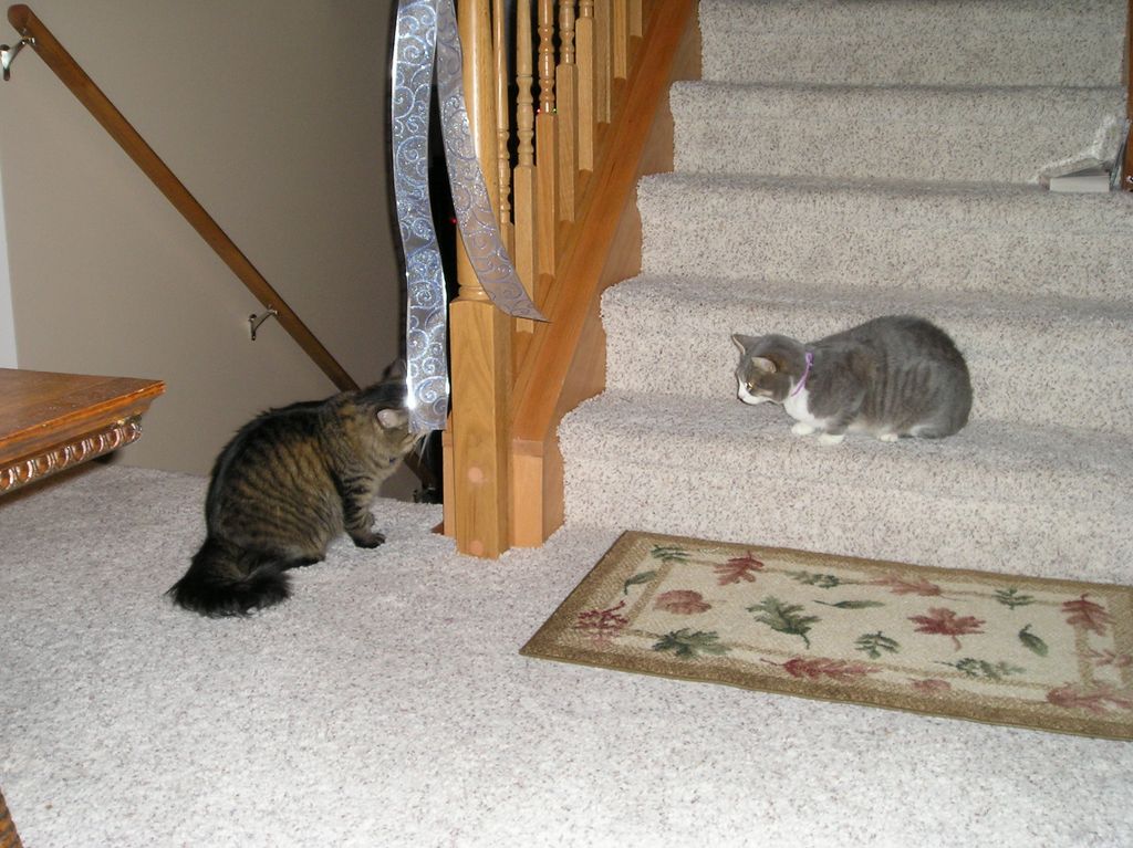 Cat Standoff on the stairs