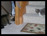 Cat Standoff