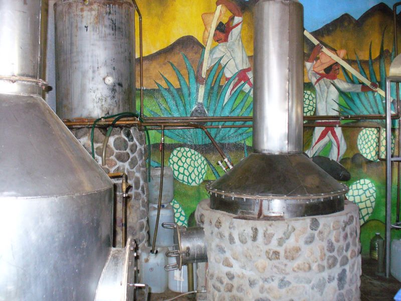 Still to make tequila