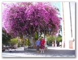 Flowering Tree