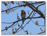 Sherri s Bluebird