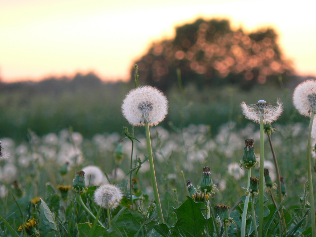Dandelion seed blooms and spent flowers